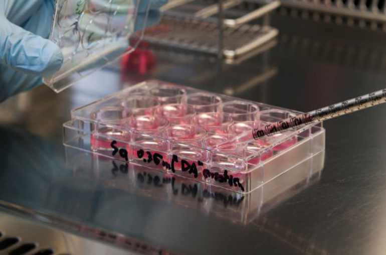 Des foies ont été créés à partir de cellules souches humaines