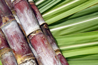 Canne à sucre