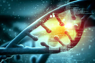 Génétique et environnement favorisent l’obésité