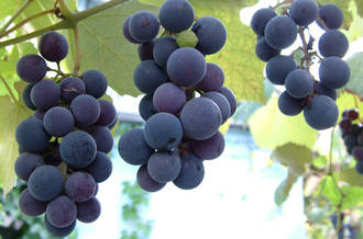 Hypertension artérielle: les bienfaits du vin