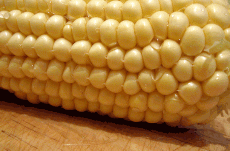 Maïs OGM Monsanto, l'étrange affolement du gouvernement français