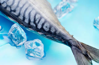 Un poisson (maquereaux)