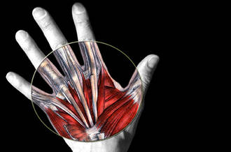 tendons de la main