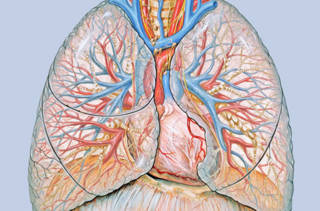 dessin des poumons
