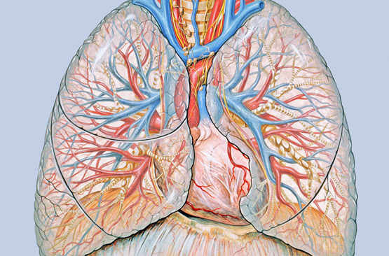 dessin des poumons