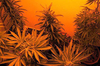 plants de cannabis