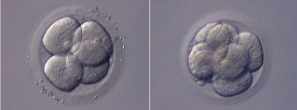 Embryon à 4 blastomères ou cellules (45h après l'insémination) et à 8 blastomères (72h après l'insémination)