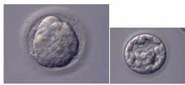 Embryon au stade de morula (96h après l'insémination) et de blastocyste (120h après l'insémination)