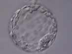 Embryon au stade complet de blastocyste (144 heures après l'insémination)