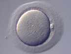 Photo d'un d'ovocyte mature