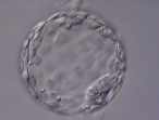 embryon au stade blastocyste