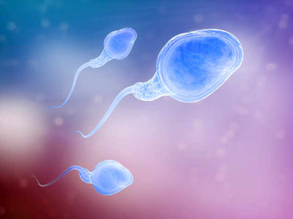 La spermatogenèse
