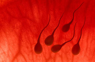 Vous avez plus de 44 ans? Votre sperme a soif de micronutriments
