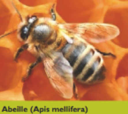 Abeille