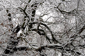 branchage hivernal
