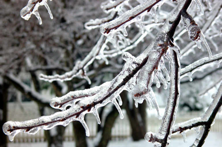 Branche d'arbre recouverte de glace