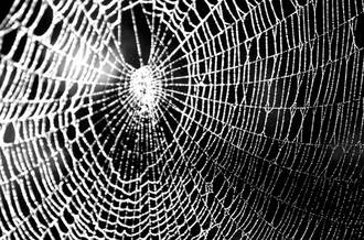 Toile d'araignée