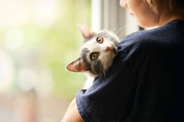 Comprendre Les Allergies Aux Animaux Et Aux Insectes Planete Sante