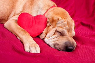 bienfaits_chiens_risques_cardiovasculaires