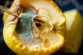 corps_ingere_aliment_avarié