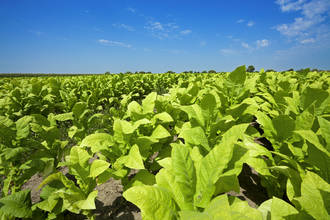 gros_plan_herbe_nicot