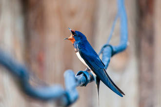 musique_cerveau_langage