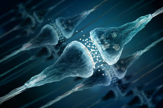 neurones_retardataires_conséquences_cerveau