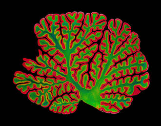 niveau_vie_vieillissement_cerveau