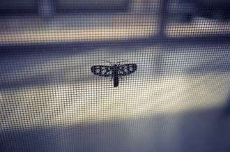 nouvelles_moustiquaires_malaria