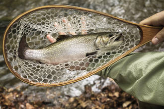 pcb_dioxine_truites_leman