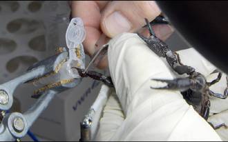 Poisons, venins, toxines