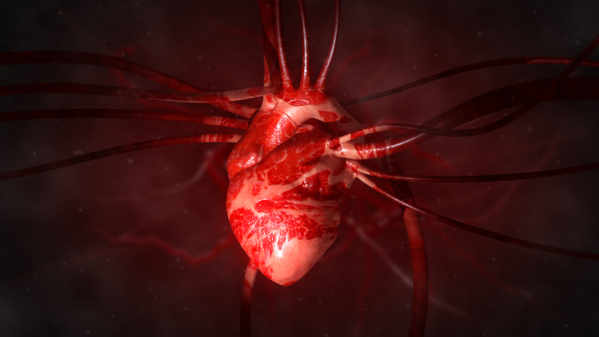 regeneration_cellules_coeur_infarctus
