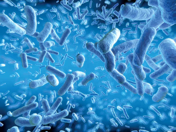 secrets_microbiote_intestinal