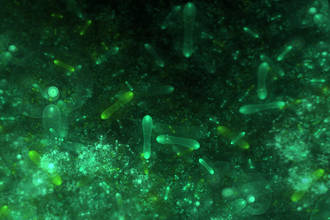 specialiste_bacteries