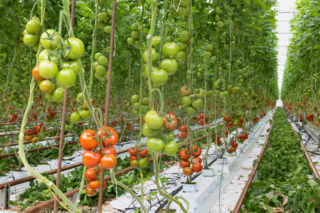 Tomates en pleine maturité dans une serre