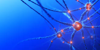 adn_sauteur_regule_cerveau