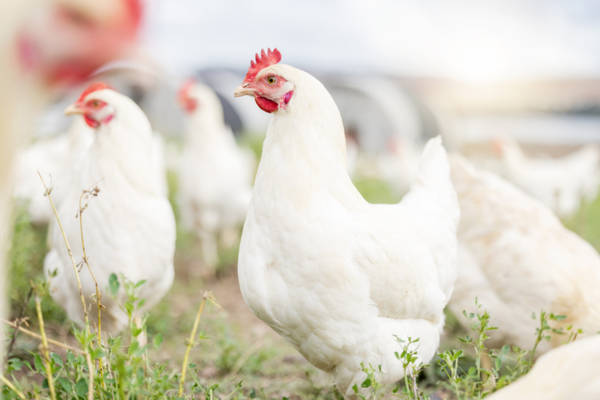 animaux_pathogenes_humain