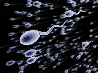 arme_secrete_spermatozoides_decouverte