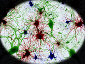 astrocytes_baby-sitters_neurones