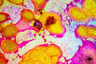 chrononutrition_rythmes_metabolisme