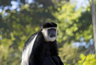 colobe_olive_grammaire_cachee_singe_meconnu