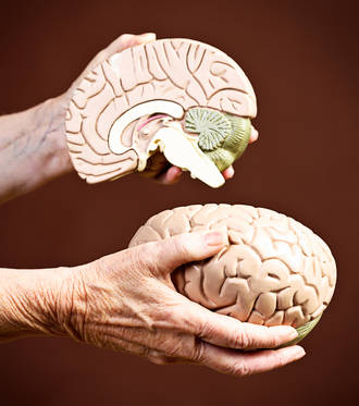 corps_calleux_plasticite_cerveau