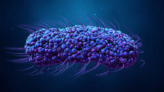 echarde_a_multiples_greffes