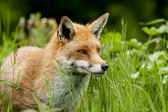 echinococcose_contaminer_potagers