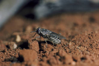 espoir_eliminer_maladie_sommeil