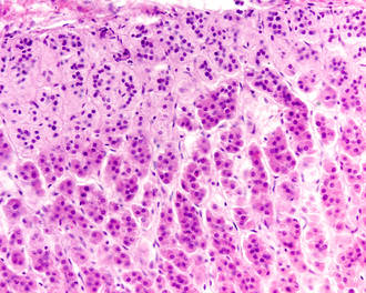 formes_tissus_organes_physique