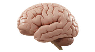 grandes_questions_cerveau