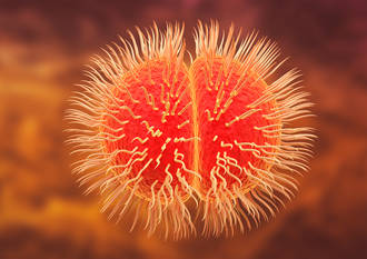 meningite_cryptocoque_essai