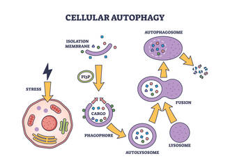 methode_pour_mesurer_autophagie_cellulaire