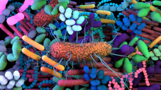 microbiotes_pulmonaires_vaginaux_urinaires